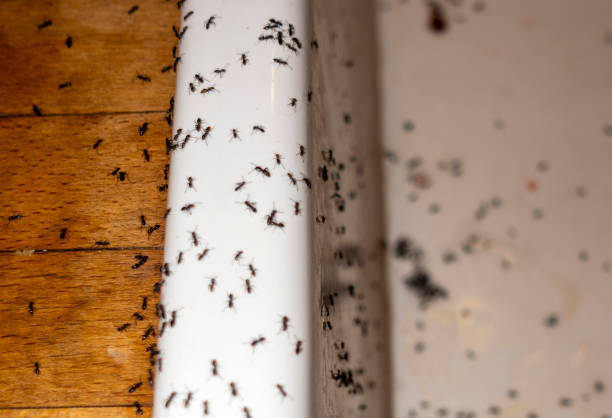 Best Residential Pest Control  in Banner Elk, NC
