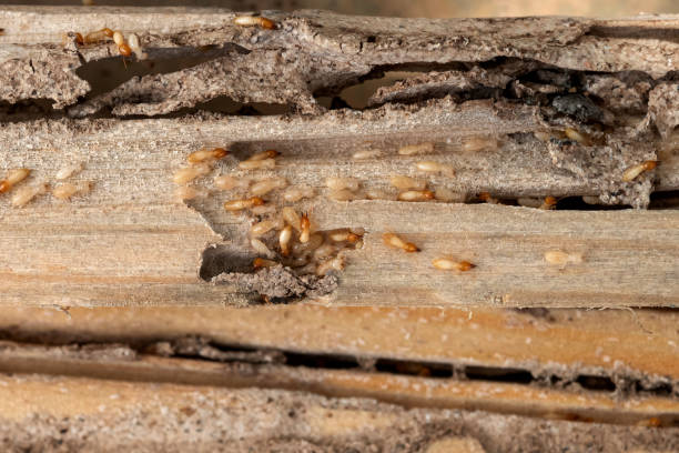 Best Emergency Pest Control  in Banner Elk, NC