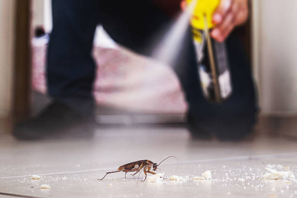 Reliable Banner Elk, NC Pest Control Solutions