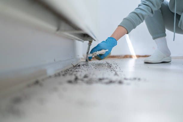 Best Termite Control Services  in Banner Elk, NC